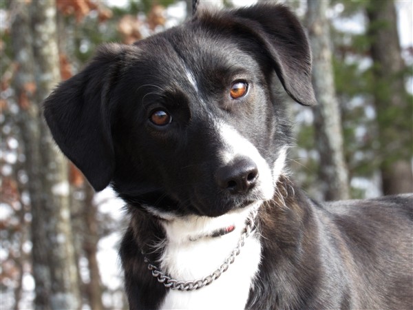 Adopt Meno a Border Collie / Basset Hound / Mixed dog in Osage Beach