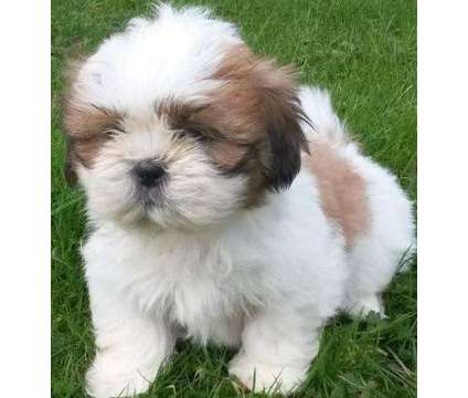 svdbhbc male and female shih tzu puppies ready for new homes