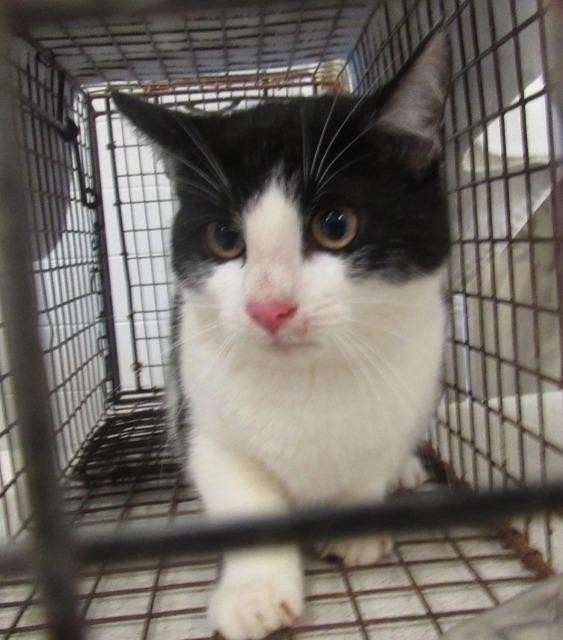 Adopt Curley a Domestic Shorthair / Mixed (short coat) cat in Rome
