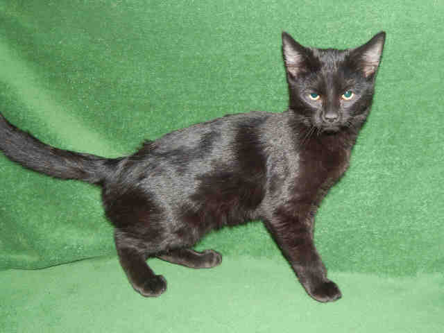 Adopt LOGAN a All Black Domestic Shorthair / Mixed (short coat) cat in Casper