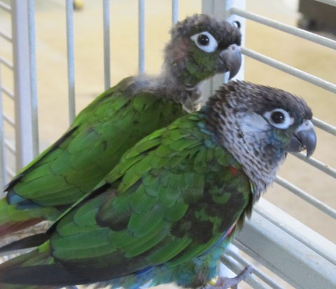 Adopt Maddy & Wally a Conure bird in Edgerton, WI (20371336)