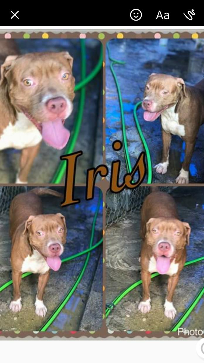 Adopt Iris a American Staffordshire Terrier
