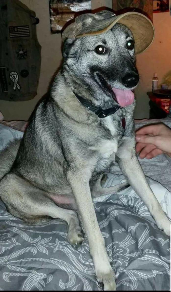 Adopt Hector a Gray/Silver/Salt & Pepper - with White Norwegian Elkhound / Mixed