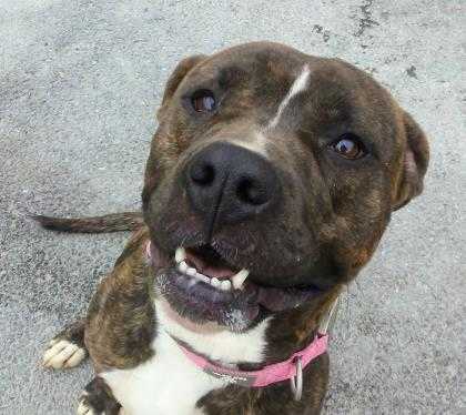 Adopt Addie a Brindle American Pit Bull Terrier / Mixed dog in Cumberland