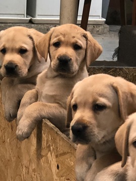 Labrador Retriever PUPPY FOR SALE ADN-114111 - AKC Yellow Lab Puppies