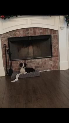 Toy Australian Shepherd