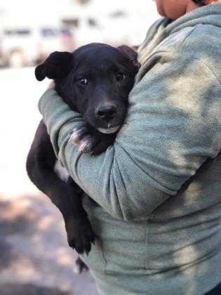 Adopt Chet a Black Border Collie / Mixed dog in Fresno, CA (24685647)