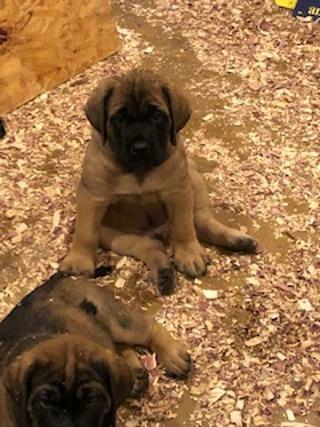 Mastiff PUPPY FOR SALE ADN-114156 - English Mastiff Puppies For Sale