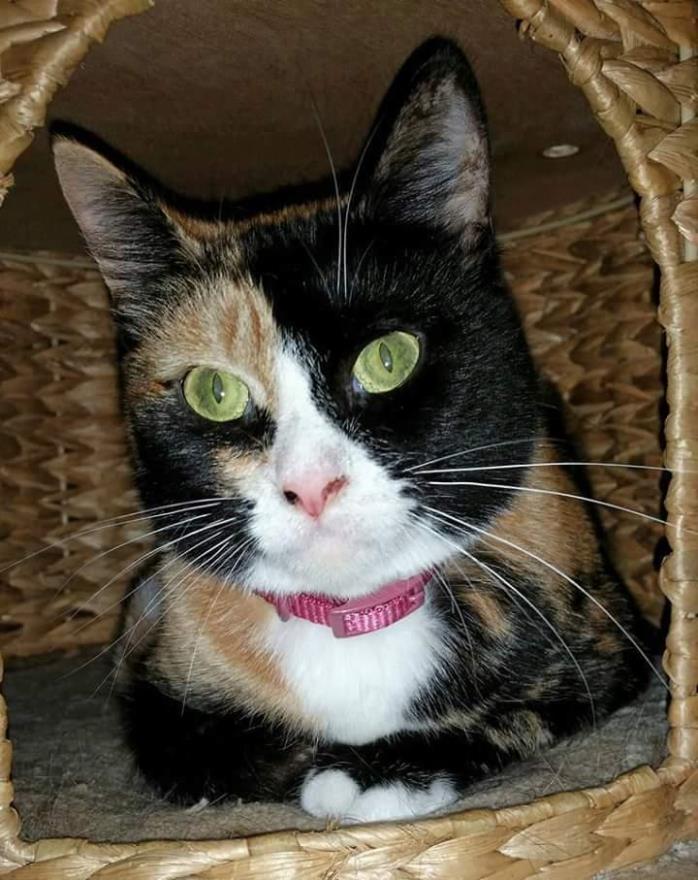 Adopt Olivia a Calico