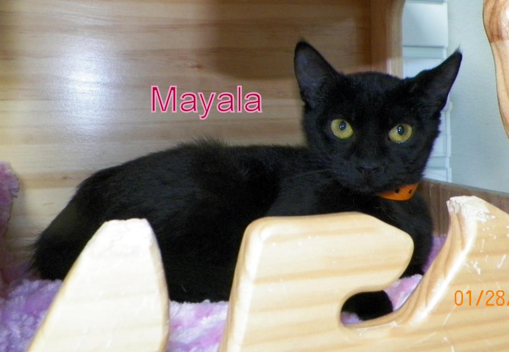 Adopt Mayala a Domestic Short Hair