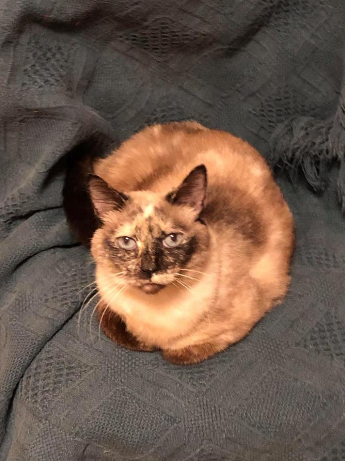 Adopt Bindi a Calico or Dilute Calico Calico (short coat) cat in Benton