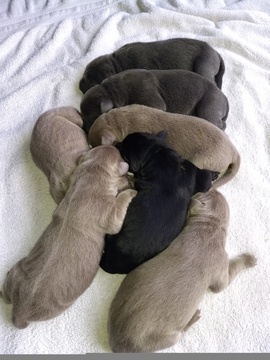 Labrador Retriever PUPPY FOR SALE ADN-112826 - AKC LAB PUPPIES