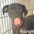 Adopt RAVEN a Black Labrador Retriever / Mixed dog in Palm Coast, FL (24621968)