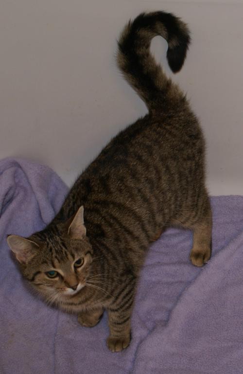 Adopt Cammie a Gray, Blue or Silver Tabby Domestic Shorthair / Mixed (short