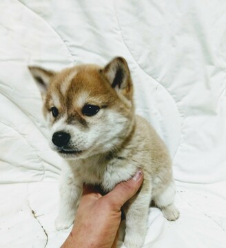 Shiba Inu PUPPY FOR SALE ADN-114168 - 2 Full Blood Males