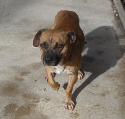 Adopt Theo a Beagle, Boxer