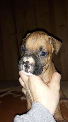 pure bred boxer puppies