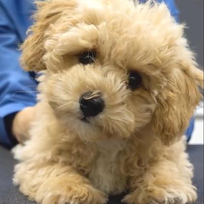 Apricot Toy Poodle Puppy
