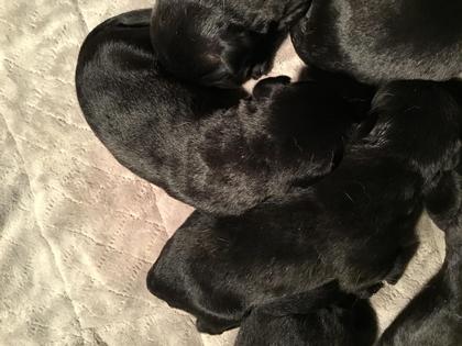 AKC Registered Black Labradors