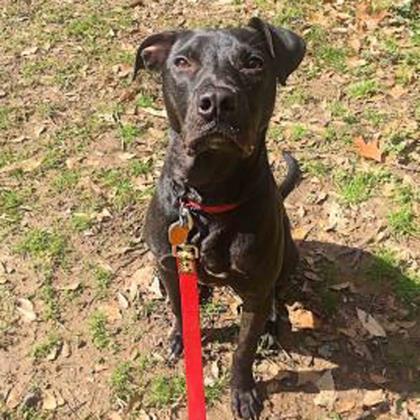 Adopt Nate a Black Labrador Retriever / Mixed dog in Atlanta, GA (22704087)