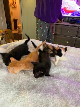 Free kittens ready for new home