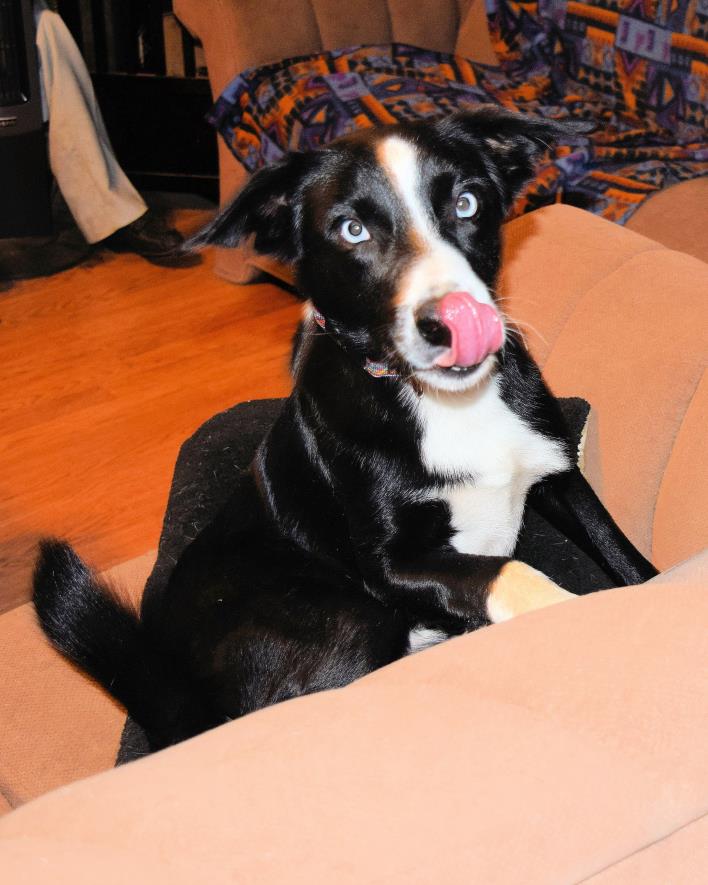 Adopt OPIE a Black - with White Border Collie / Mixed dog in Corning