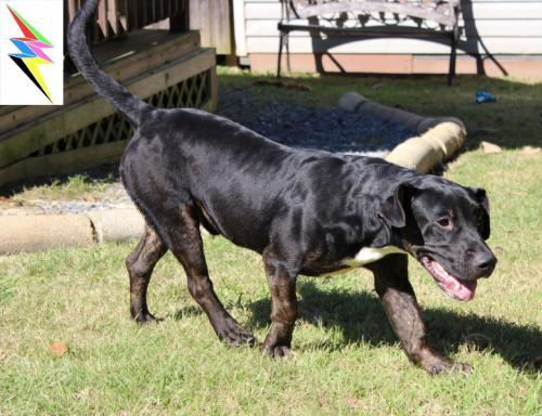 Adopt 182090 Hershall a Pit Bull Terrier, Basset Hound