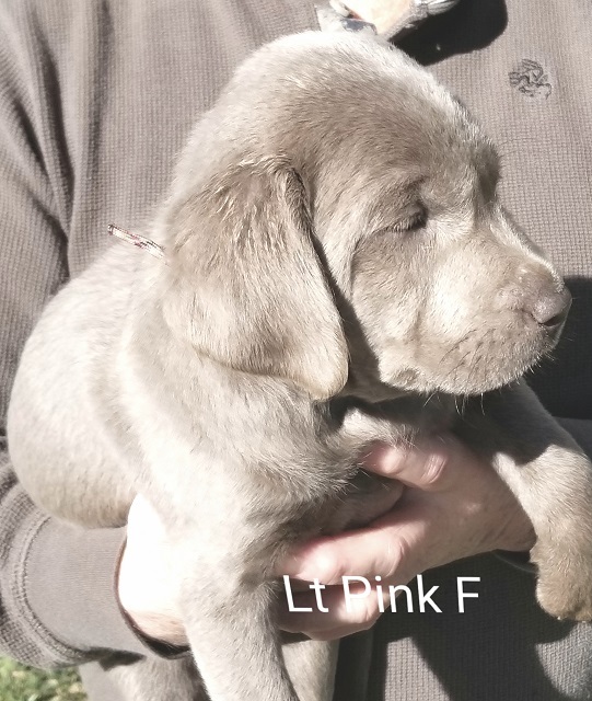 Labrador Retriever PUPPY FOR SALE ADN-114377 - Silver Lab Female Lt Pink collar
