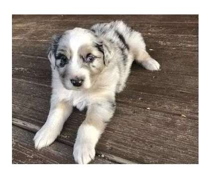 WGDV Australian Shepherd Puppies For Sale