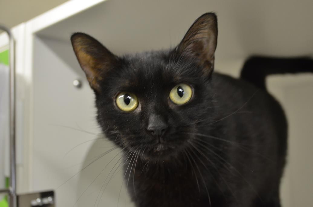 Adopt Jolene a Domestic Short Hair