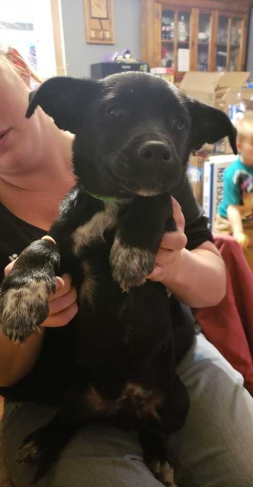 Adopt Schultz a Black - with White Blue Heeler / Border Collie dog in Lavalle