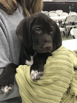 German Shorthaired Pointer PUPPY FOR SALE ADN-61347 - AKC German Shorthaired