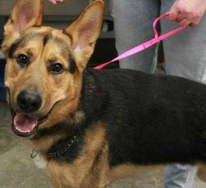 Adopt Bear a Tan/Yellow/Fawn German Shepherd Dog / Mixed dog in Bowling Green