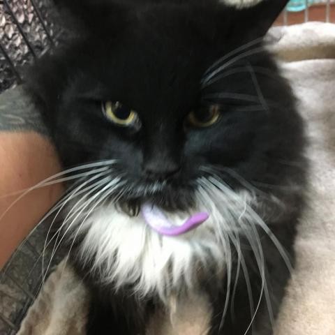 Adopt 79430 a All Black Domestic Mediumhair cat in Las Cruces, NM (24694605)