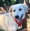 Adopt Sadie Jo R a Great Pyrenees, Labrador Retriever