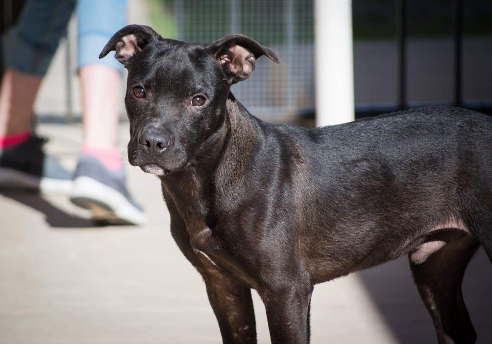 Adopt Orlee a American Staffordshire Terrier