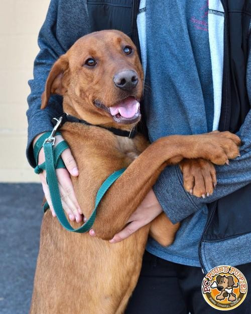 Adopt Scout a Red/Golden/Orange/Chestnut Labrador Retriever / Hound (Unknown