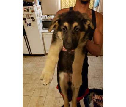 We have 8 A.K.C. German Shepherd Pups For Sale