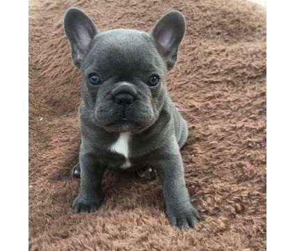 GYDS French Bulldog Puppies For Sale