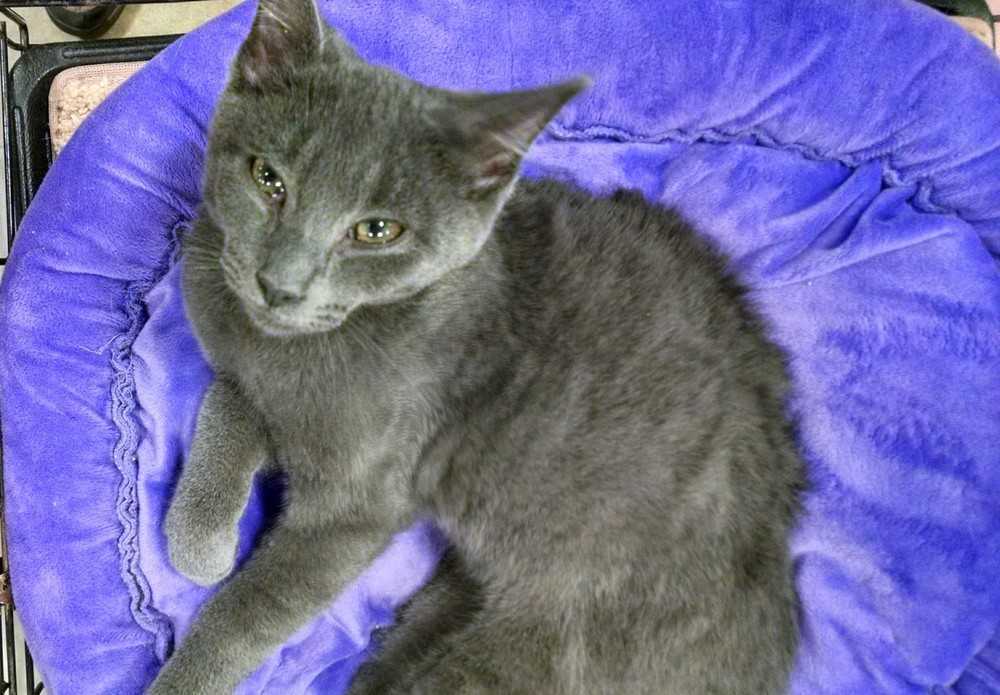 Adopt Asher a Russian Blue