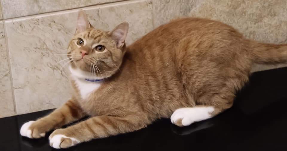 Adopt Samson a Domestic Short Hair