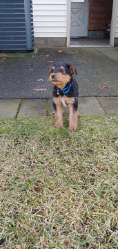 Airedale Terrier PUPPY FOR SALE ADN-114058 - Airedale Terrier puppies ready to