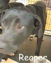 Adopt REAPER a Black Labrador Retriever / Mixed dog in Palm Coast, FL (24621969)