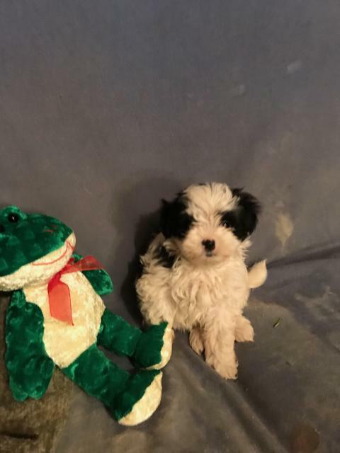 Maltese-Maltipoo Mix PUPPY FOR SALE ADN-113927 - Maltipooo