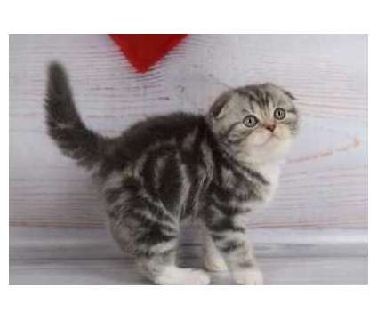 ghfghnf Scottish fold kittens available