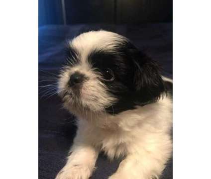 HGFD Shih Tzu Puppies For Sale