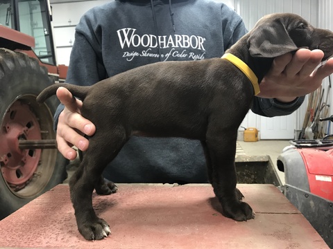 German Shorthaired Pointer PUPPY FOR SALE ADN-61348 - AKC German Shorthaired
