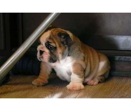 KPGF English Bulldog Puppies For Sale