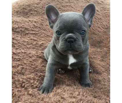 BTYO French Bulldog Puppies For Sale