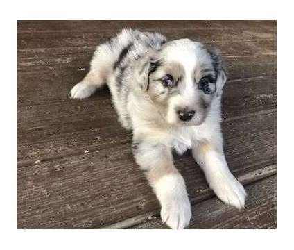 KYTR Australian Shepherd Puppies For Sale